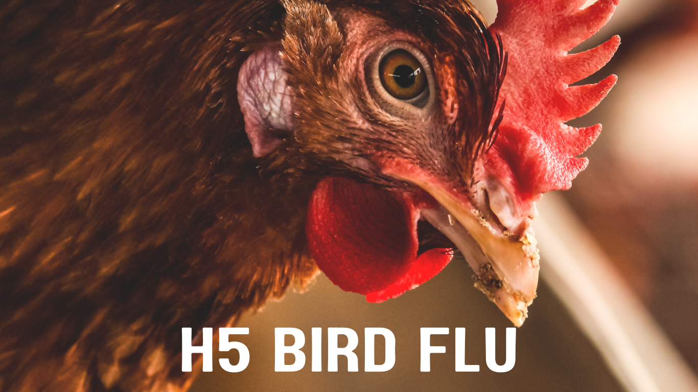 h5 bird flu canada